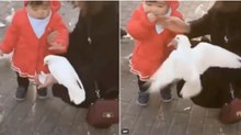 Pombo sente na pele a "delicadeza" de uma criança ao pegar na comida sem autorização