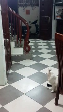 Quand ton chat ouvre les portes sans aucun problème