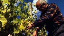 Romania: Reviving the art of wine-making | European Journal