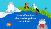 How does climate change affect animals? | Global Ideas