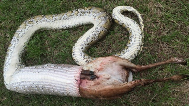 Burmese Python Eats White-Tailed Deer