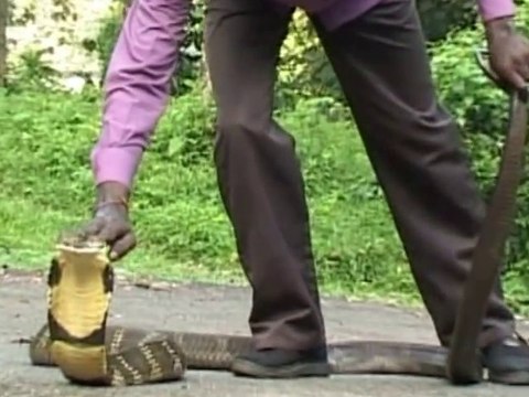 Cet homme n'a vraiment pas peur des serpents... Son cobra royal c'est son chien en fait
