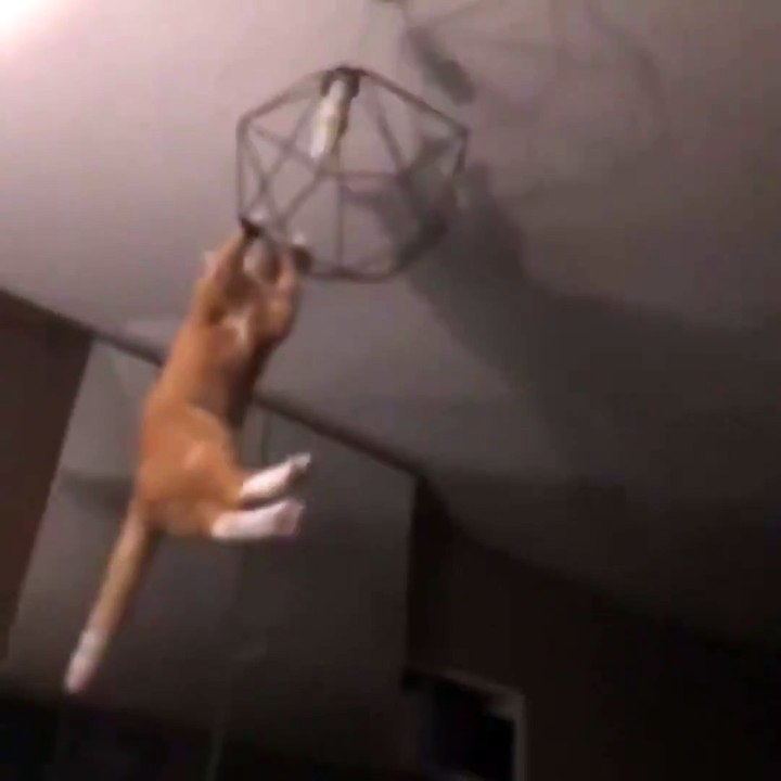 Quand ton chat est pire que tes potes bourrés