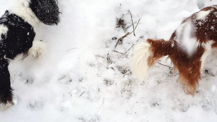 en balade dans la neige recherche des mulots