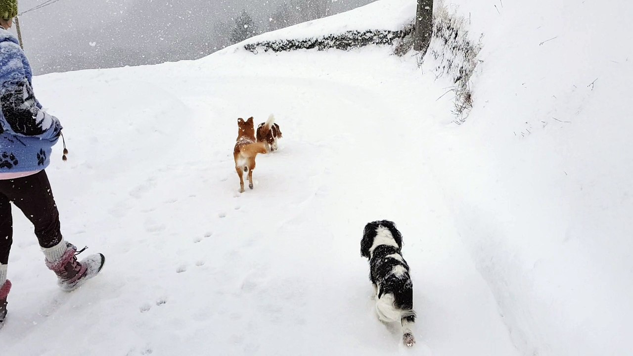en balade dans la neige juju cherche les mulots