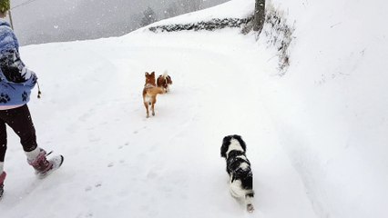 en balade dans la neige juju cherche les mulots