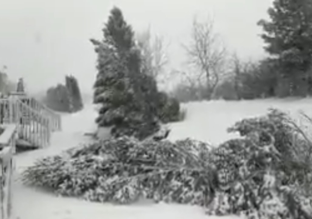 Nor'easter Knocks Down Trees in Pennsylvania