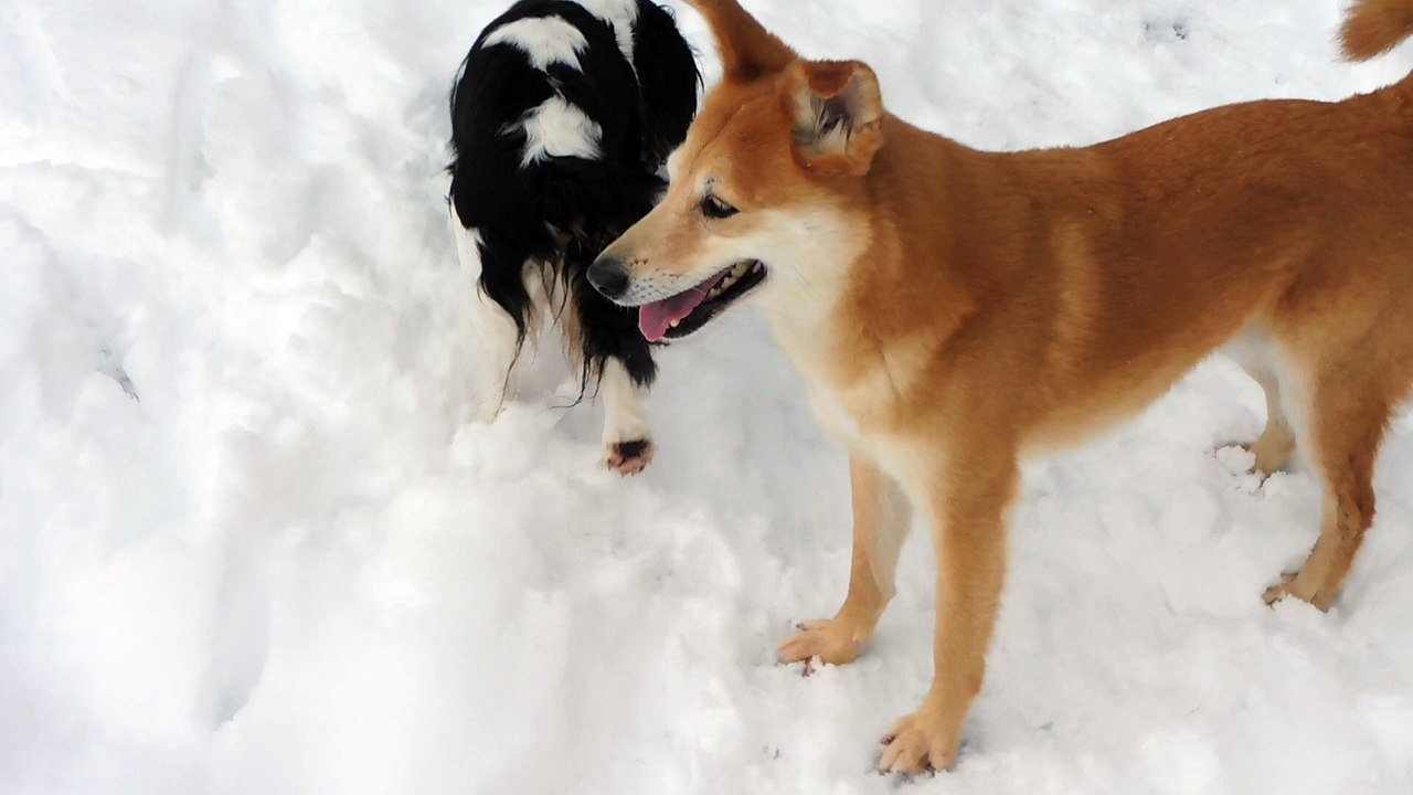 Dans la neige au jardin du chalet 1