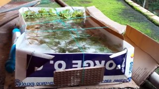 Ornamental Fish Farming Flipkart/Amazon/Bitcoin