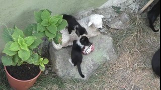 YARAMAZ VE SEVİMLİ  KEDİCİKLER  | Cute cat