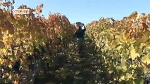 Energy-efficient vineyards in Chile | Global Ideas