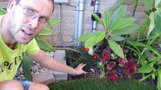 Overwintering Plumeria in a Cold Climate
