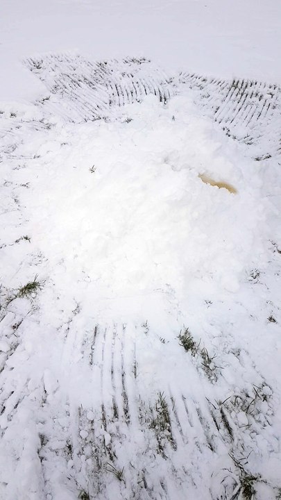 Ferret Loves Snow