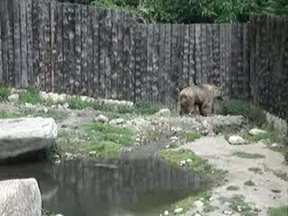 la vie de l'ours en captivité