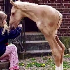the best videos over Instagram try not to laugh funny videos
