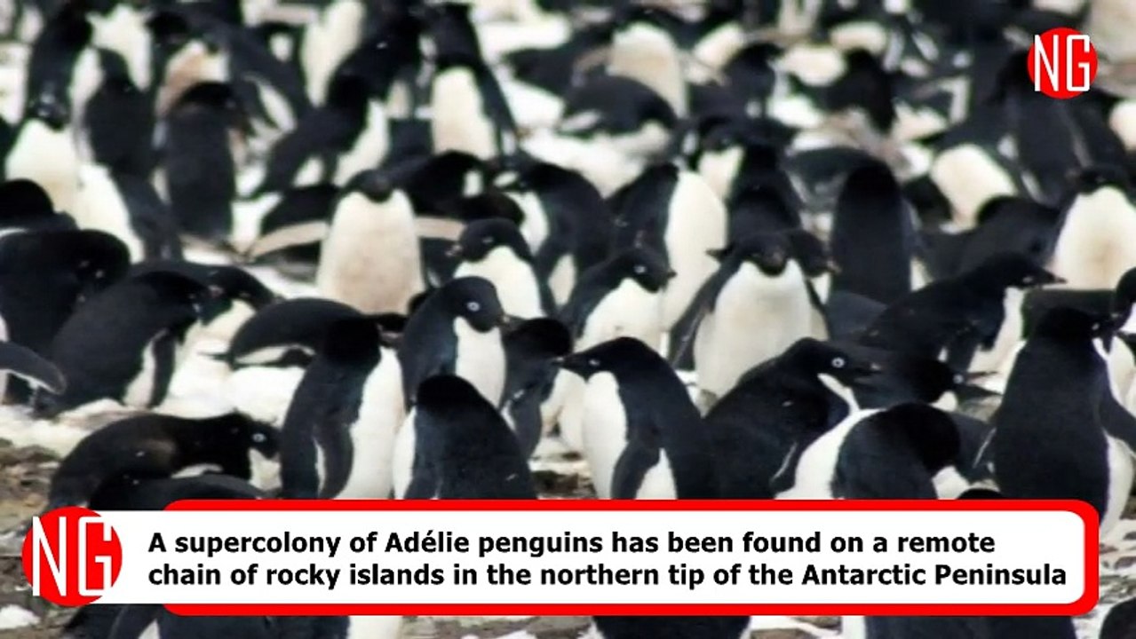 Penguin's Super Colony Discovered In Unsuspecting Area