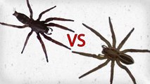 White Tailed Spider vs Wolf Spider