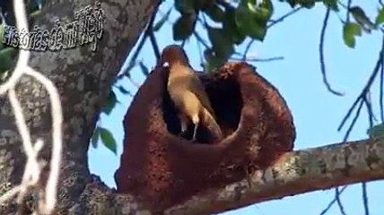 Horneros Terninando su Nido (aves)