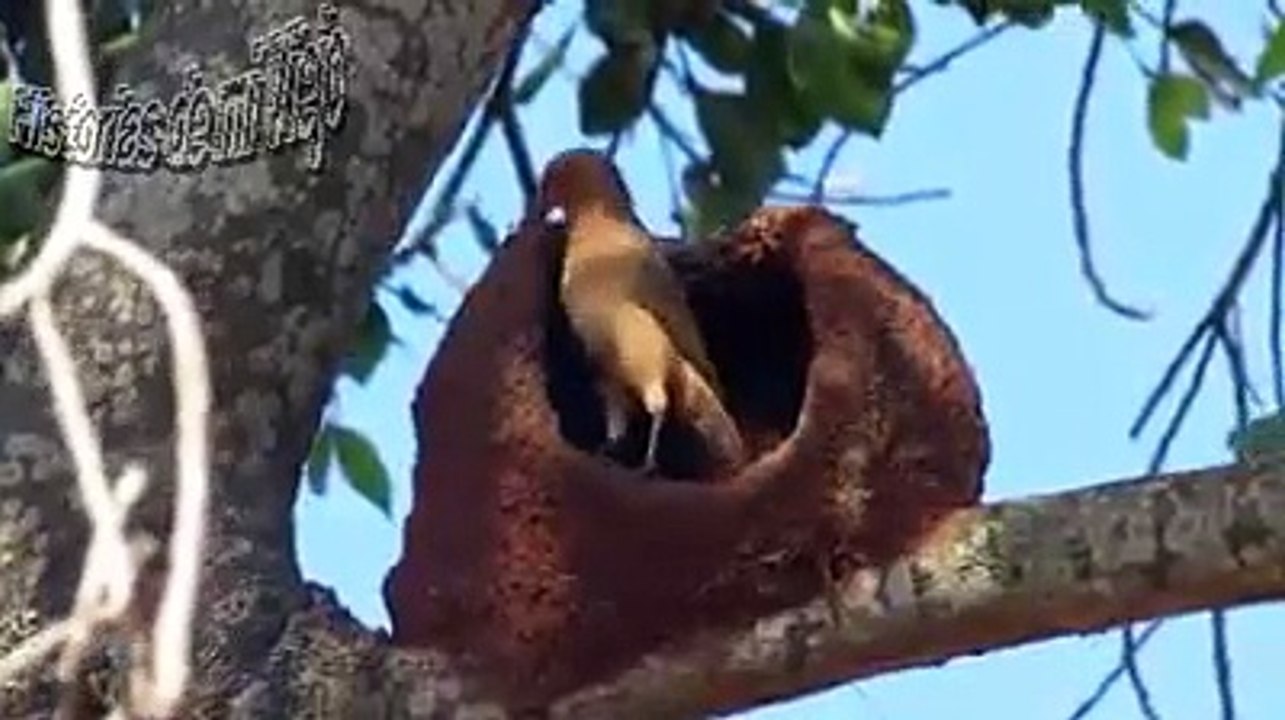 Horneros Terninando su Nido (aves)
