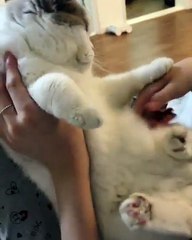 Phòng khám đa khoa đại đông - cute cats 2018