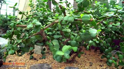 Kaycee & Rachel on a Beautiful Gardens by the Bay