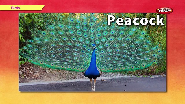 Lets Learn About Birds | Learn Birds For Kids | Pre School Junior | Birds Song