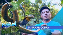 Born to be Wild: Samar Cobra, makakaharap ni Doc Ferds!