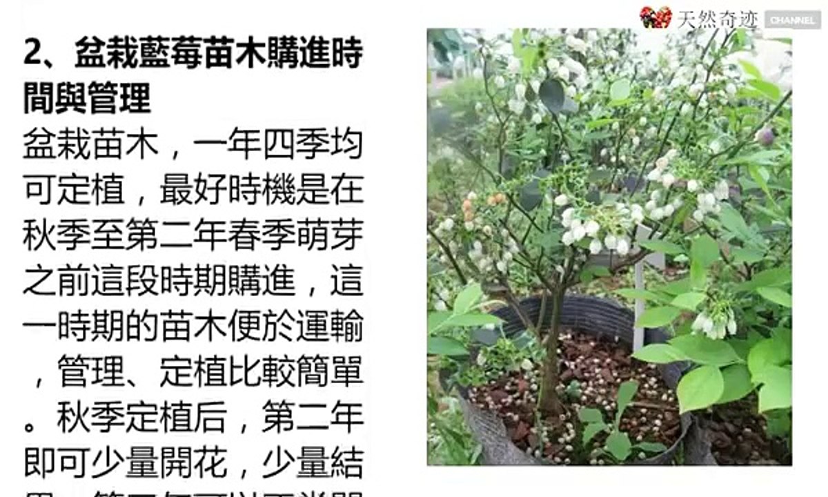 手把手教你家庭盆栽藍莓技術，學會了也能賺大錢！