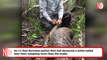 Burmese Python Snacking Deer Bigger Than Itself