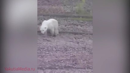 ロシア北東部サハ共和国で北極海岸より700キロも離れた内陸で野生孤児が目撃 (Sep/22 2017)