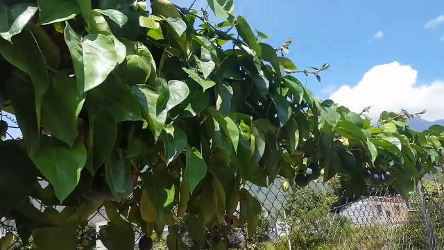 Breastfeeding 5 year update and Volcanic Pools in Banos, Ecuador