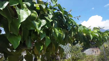 Breastfeeding 5 year update and Volcanic Pools in Banos, Ecuador