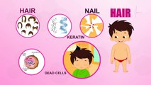 Hair - Human Body Parts -  Pre School Know Your Body - Animated Videos For Kids