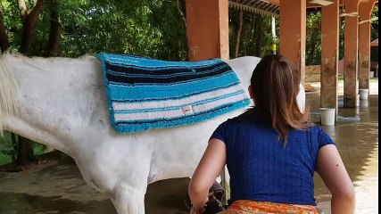 Fantastic! A Girl and A Horse At Horse Park - Horse Training - How To Teach Your Horse To Lay Down - Letest  2018