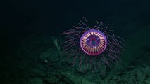 Méduse Feu d'artifice au fond de l'océan