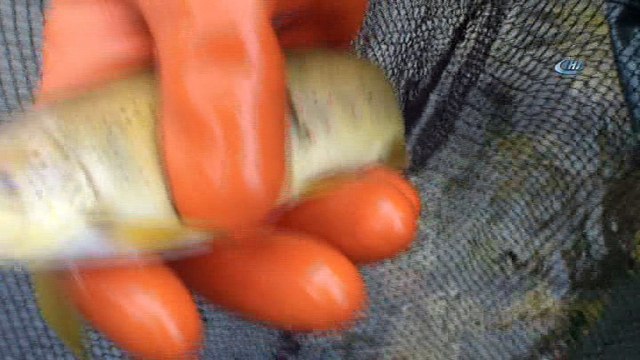 Aşırı avcılık deredeki balıkları bitiriyor