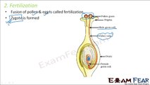Biology Reproduction in Plants Part 15 (Fertilization, Seed Formation, Germination) Class 7 VII
