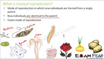 Biology Reproduction in Plants Part 3 (Asexual Reproduction : Binary, multiple fission) Class 7 VII