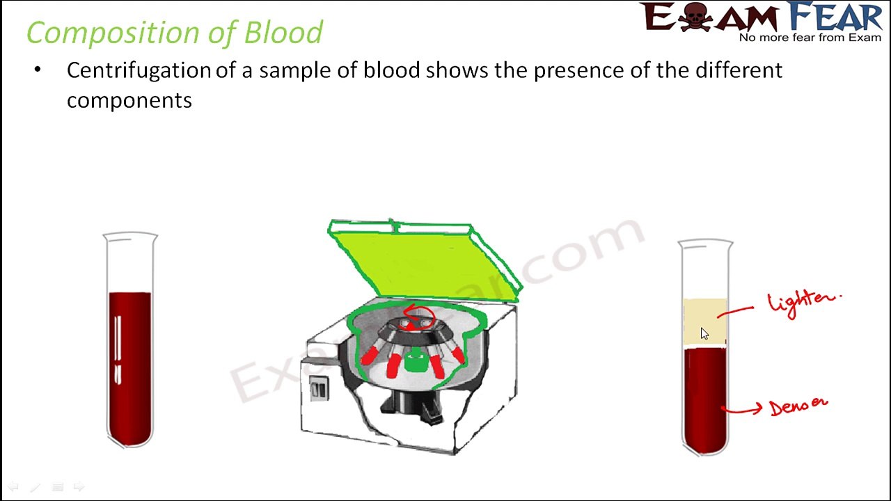 Biology Transport in Plants Animals Part 3 (Components of Blood) Class 7 VII
