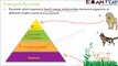 Biology Ecosystem part 16 (Ecological Pyramids: Pyramids of number, Biomass, Energy) class 12 XII