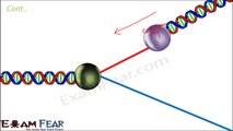 Biology Molecular Basis of Inheritance part 16 (DNA replication 2 : Continuous Synthesis) class 12