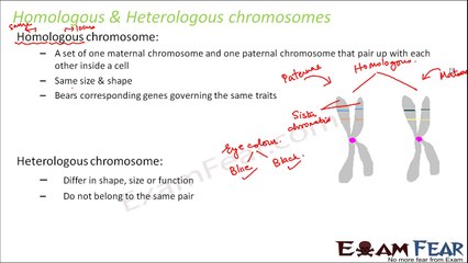 Biology Inheritance Principle part 3 (Homologous & Heterologous Chromosomes, Allele) class 12 XII