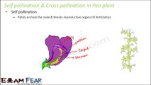 Biology Inheritance Principle part 5 (Pea Plant : self & Cross Pollination) class 12 XII