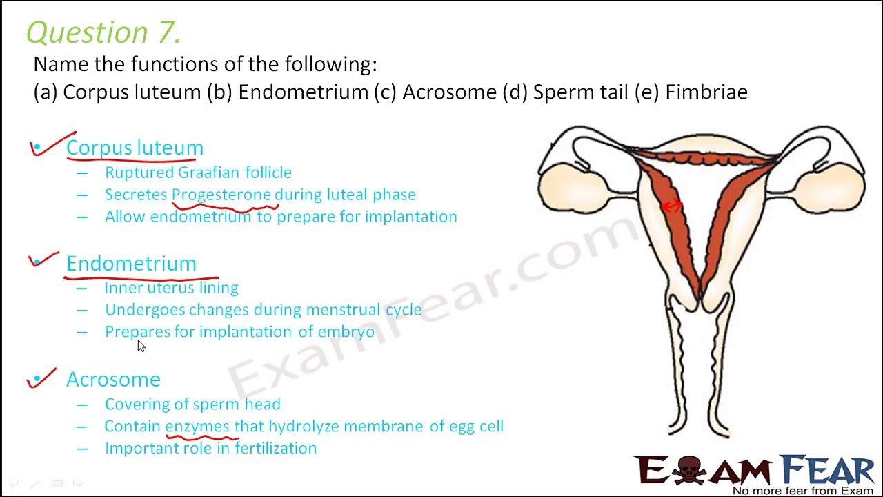 Biology Human Reproduction part 22 (Questions 2) class 12 XII