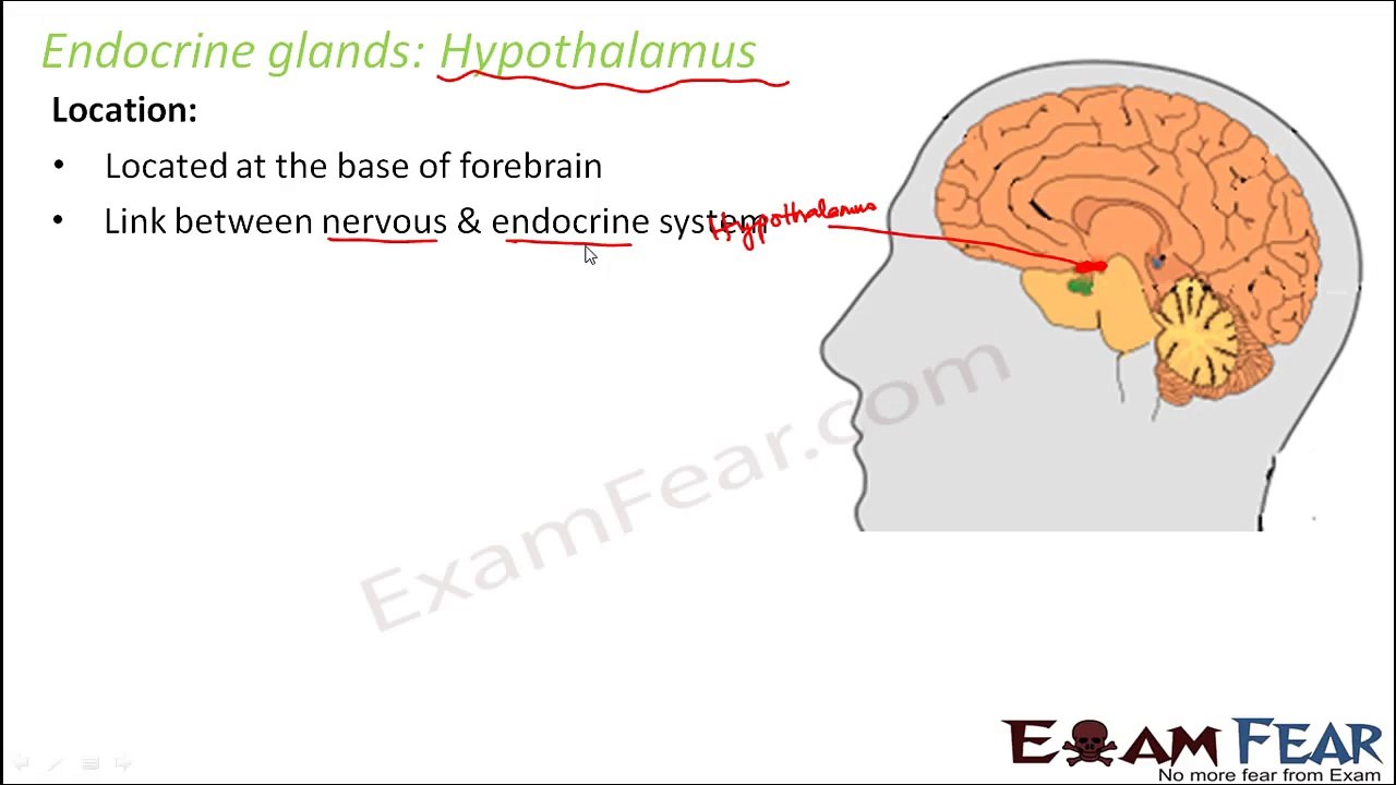 Biology Chemical Coordination & Integration part 6 (Hormones, Endocrine system) CBSE class 11 XI
