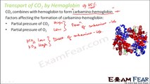 Biology Breathing & Exchange of Gases part 14 (Transport of carbon dioxide gas) CBSE class 11 XI