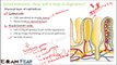 Biology Digestion & Absorption part 14 (Small intestine process of digestion) CBSE class 11 XI