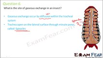 Biology Breathing & Exchange of Gases part 17 (Questions) CBSE class 11 XI