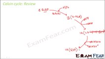 Biology Photosynthesis in Higher Plants Part 20 (Calvin Cycle : Regeneration) CBSE class 11 XI