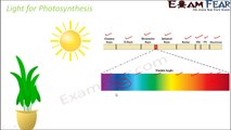 Biology Photosynthesis in Higher Plants Part 8 (Pigments: chlorophyll A, B) CBSE class 11 XI